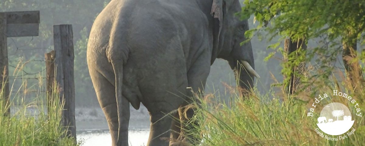 Asian elephant Bardia National Park
