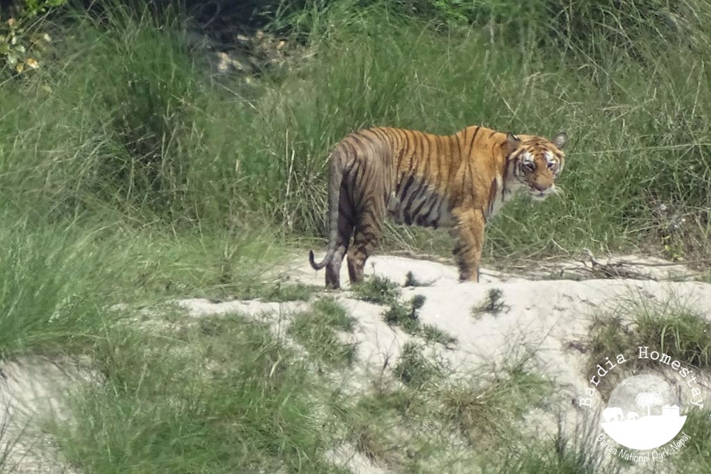 Bengal tiger Bardia National Park