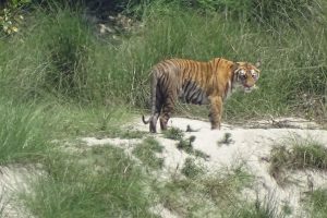 Bengal tiger Bardia National Park