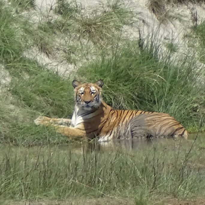 Bengal tiger Bardia National Park