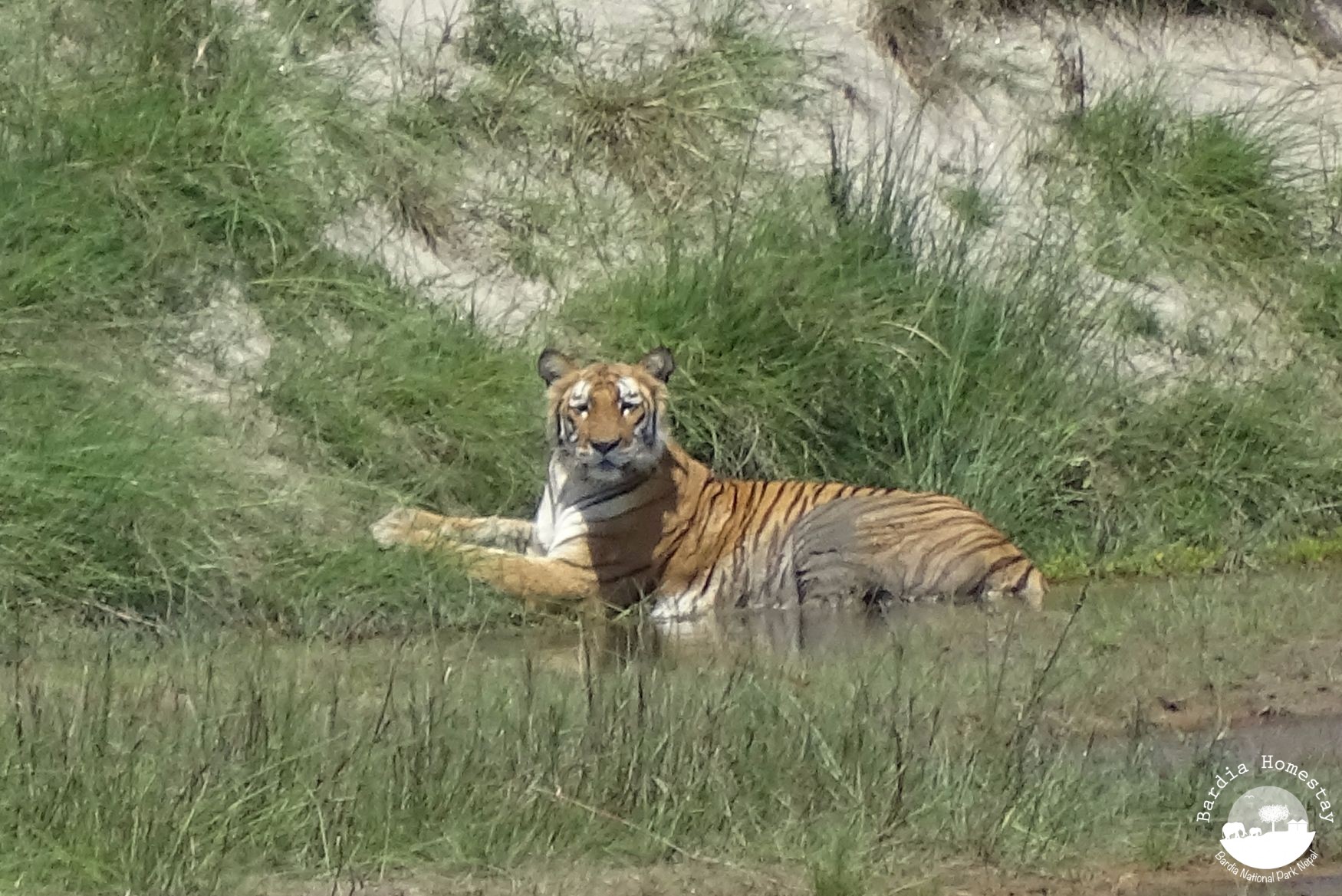 Bengal tiger Bardia National Park - BARDIA HOMESTAY NEPAL