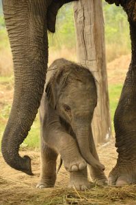 Baby elephant at the Elephant Breeding Center Bardia National Park 
