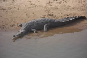 Gharial crocodile Bheri River Nepal
