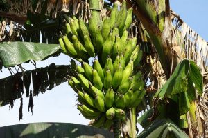 Banana tree Bardia Homestay