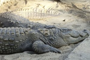 crococodile breeding centre Bardia National Park