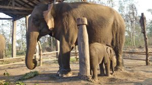 elephant breeding centre bardia