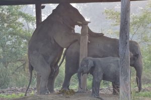 Asian Elephant Bardia National Park