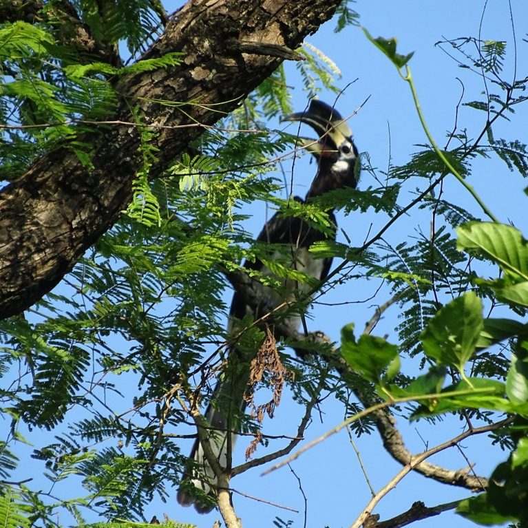 great hornbill Bardia National Park