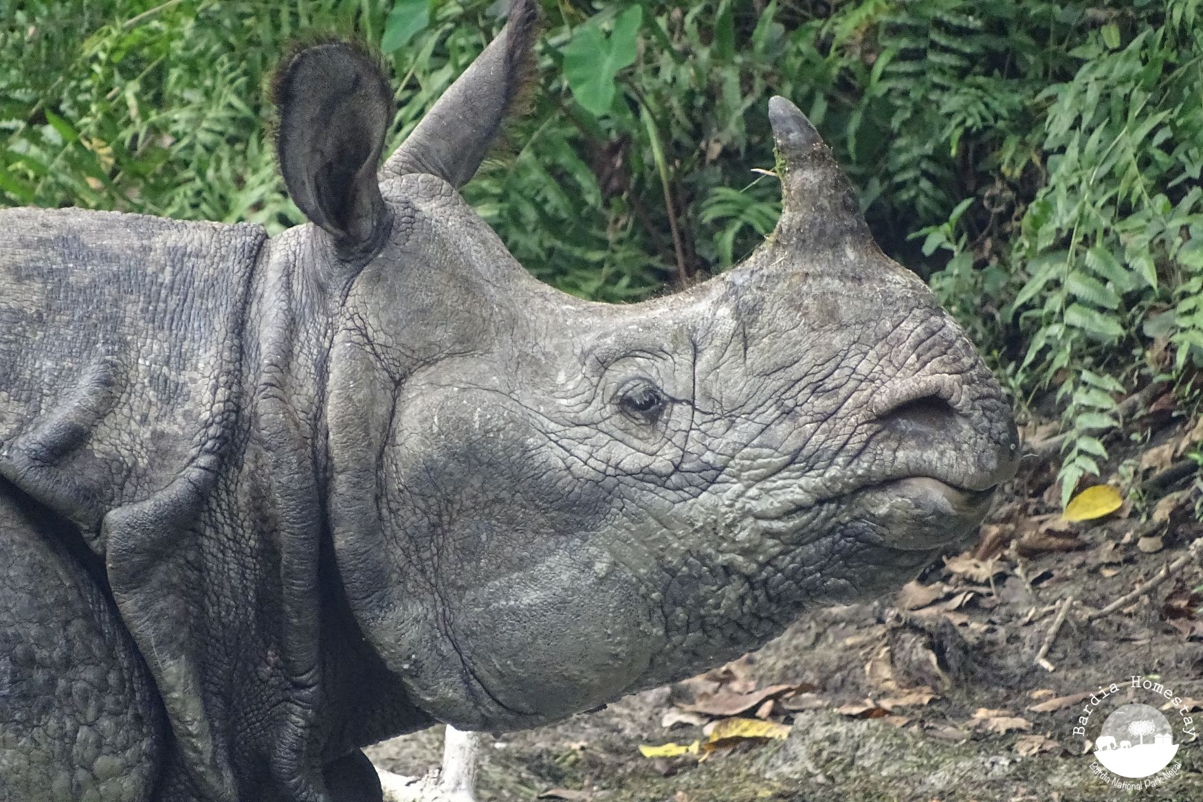 greater one horned rhino Nepal Bardia National Park