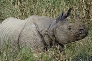 greater one horned rhino Bardia National Park