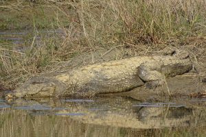 Marsh mugger crocodile Bardia National Park
