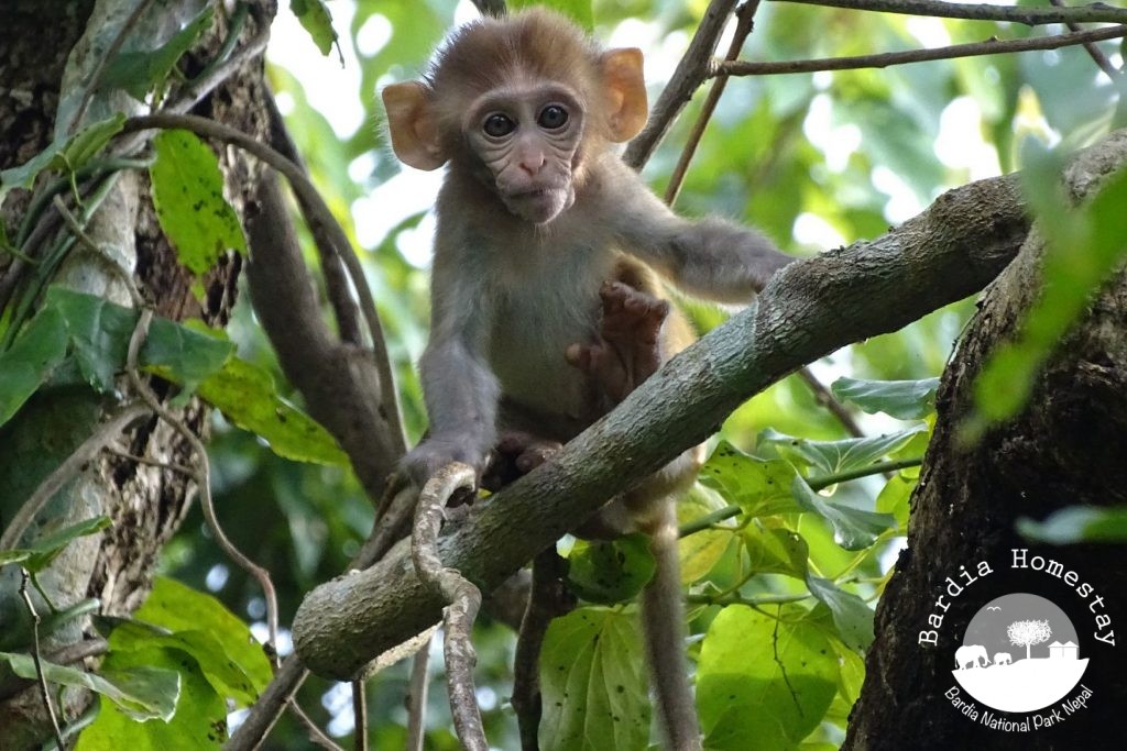 rhesus macaque monkey Bardia National Park