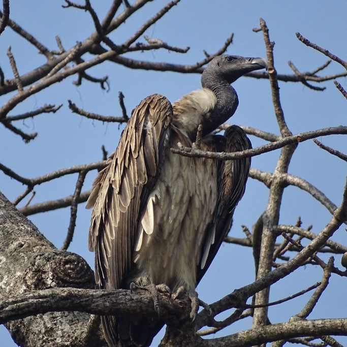 slender billed vulture Shuklaphanta wildlife reserve