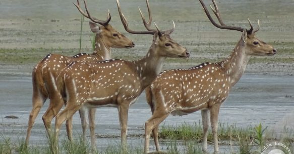 spotted deers Bardia National Park