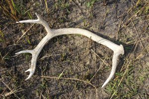 swamp deer horn