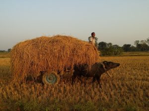 Tharu farming harvesting rice Bardiya