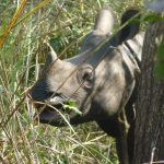Great one horned rhino