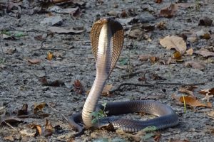 Cobra snake Bardia National Park