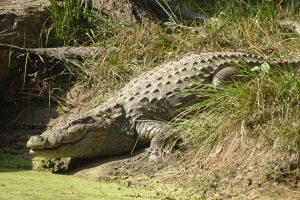 Marsh mugger crocodile Bardia National Park