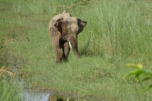 Elephant Bardia National Park