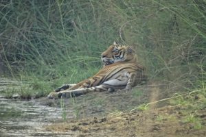 Tiger Bardia National Park Nepal