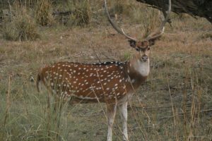 Spotted Deer Bardia National Park