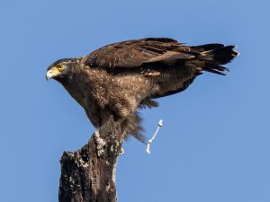 Crested Serpent Eagle Bardia National Park Nepal