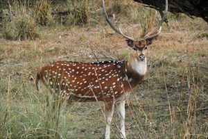 Spotted Deer Bardia National Park