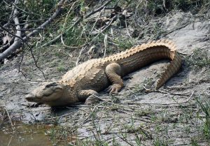 Marsh Mugger Crocodile Bardia National Park