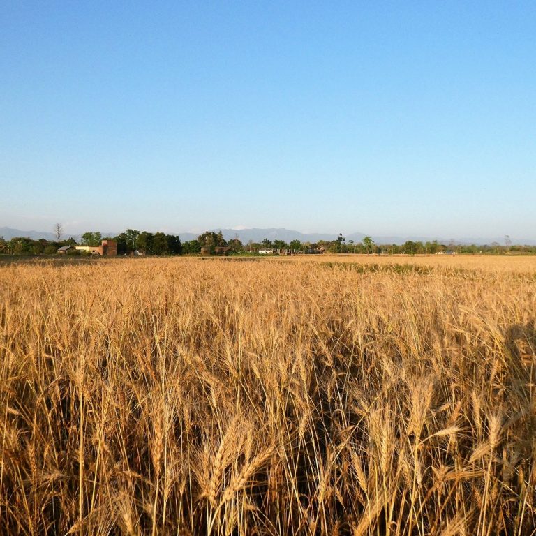 Wheat fields around Bardia Homestay Nepal