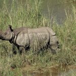 Rhino Bardia National Park