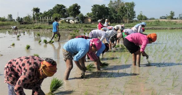 Rice plantation Bardia National Park