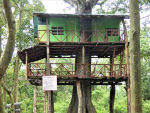 Treehouse Bardia National Park Nepal