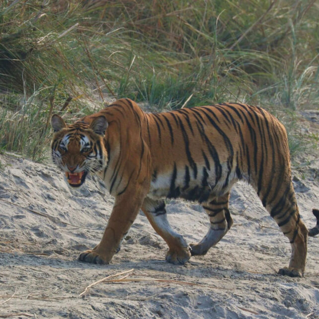 Tiger river bardia national park nepal mc