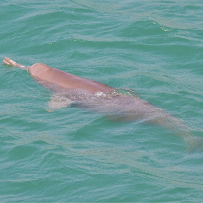 Ganges River Dolphin Bardia National Park Nepal