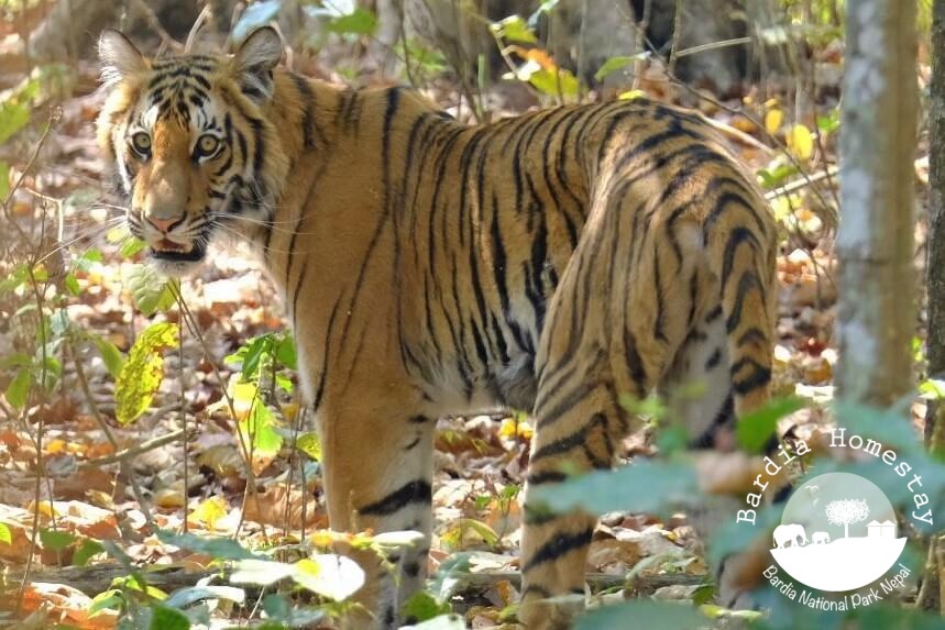 Bengal Tiger Bardia National Park Nepal