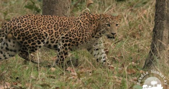 Leopard Bardia National Park Nepal