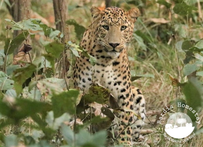 Leopard Bardia National Park Nepal