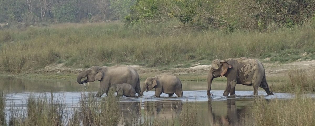 elephantgroup Bardia National Park