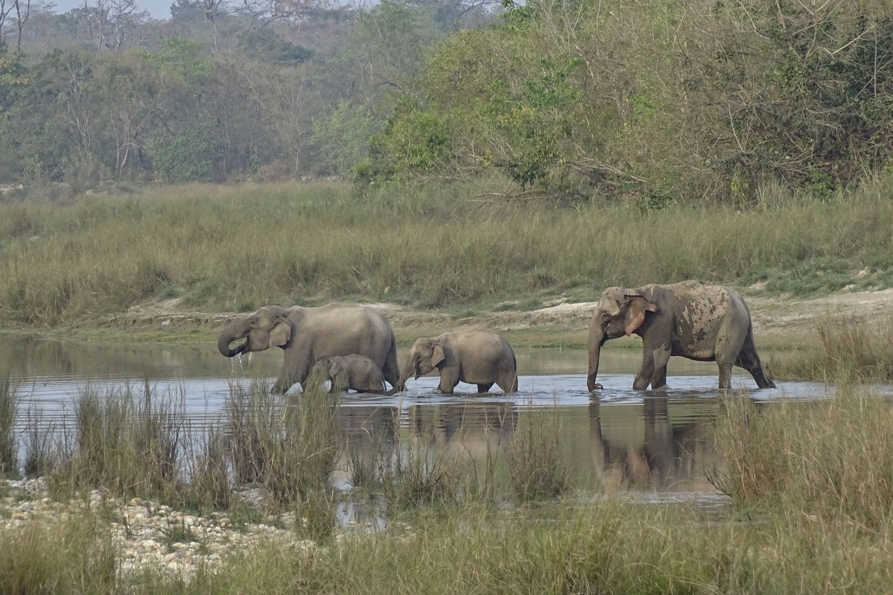 elephantgroup Bardia National Park
