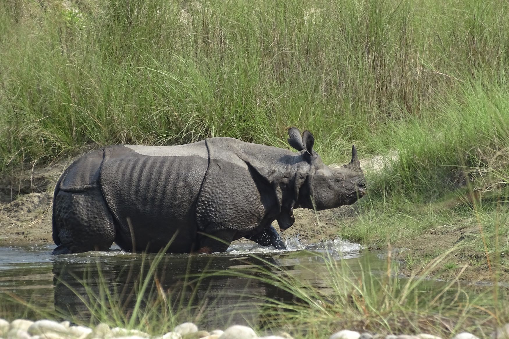 Greater One horned Rhino Nepal Bardia National Park